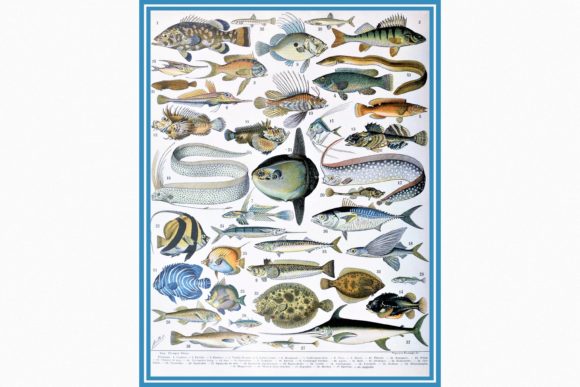 Fishes by Adolphe Millot: A Timeless Resource for Creative Projects