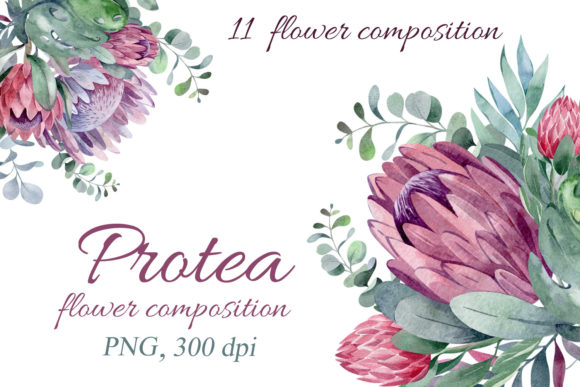 Protea.Flower Composition: Elegant Watercolor Designs for Creative Projects